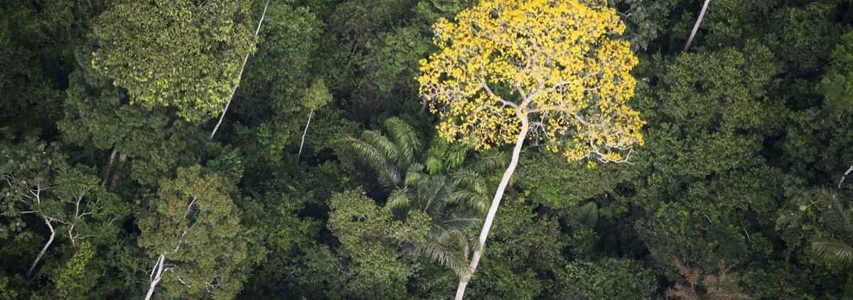 Ipe in Brazilian Rainforest