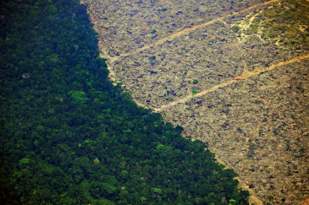 Ipe-CITES-II-Deforestation